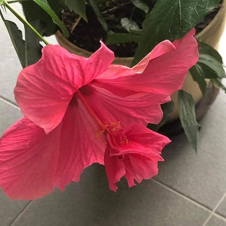 Apartman Na Lukach - Kopretina เชบอนย์ ภายนอก รูปภาพ